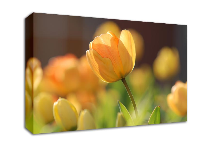 Yellow tulip in the spring Canvas Wall Art