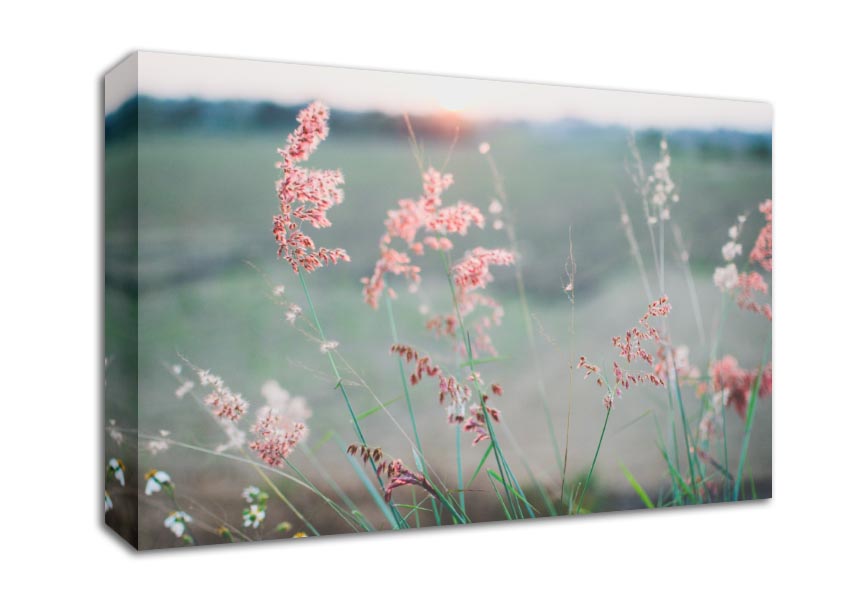Peach coloured flowers in the morning meadow Canvas Wall Art