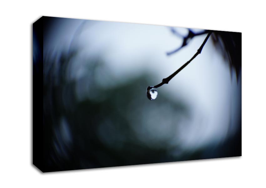 Singele droplet on a twig Canvas Wall Art