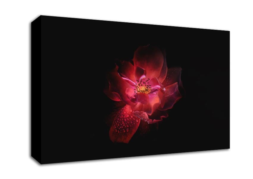 Supreme red flower Canvas Wall Art