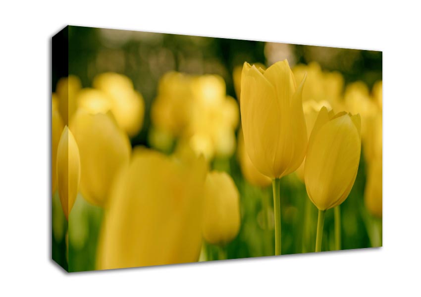 Yellow tulips supreme Canvas Wall Art