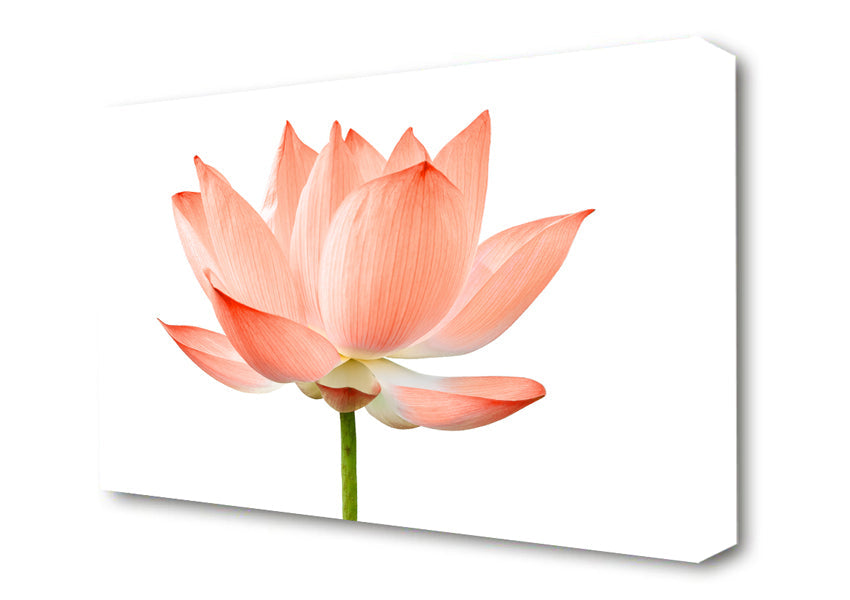 The Peach Flower Beauty Canvas Wall Art