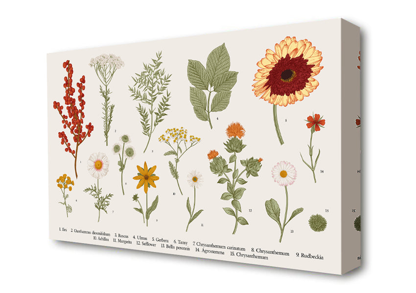 Flower Illustration Handrawn Canvas Wall Art