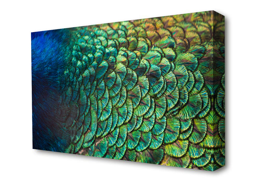 Closer To The Feathers Canvas Wall Art