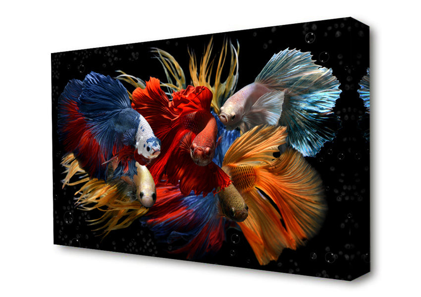 Siamese Fighting Fish Canvas Wall Art