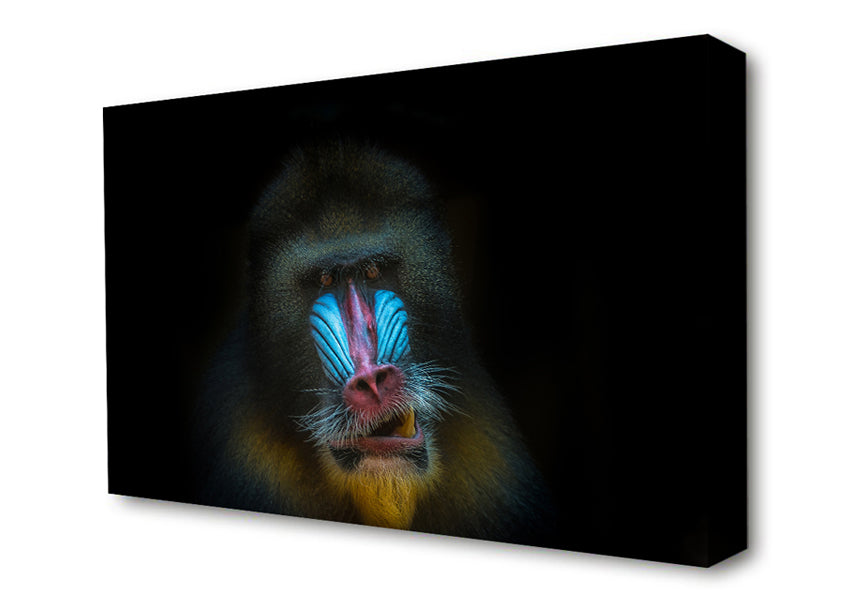Mandrill Anger Canvas Wall Art