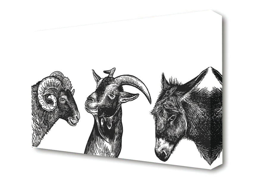 Goat Sheep Donkey Canvas Wall Art