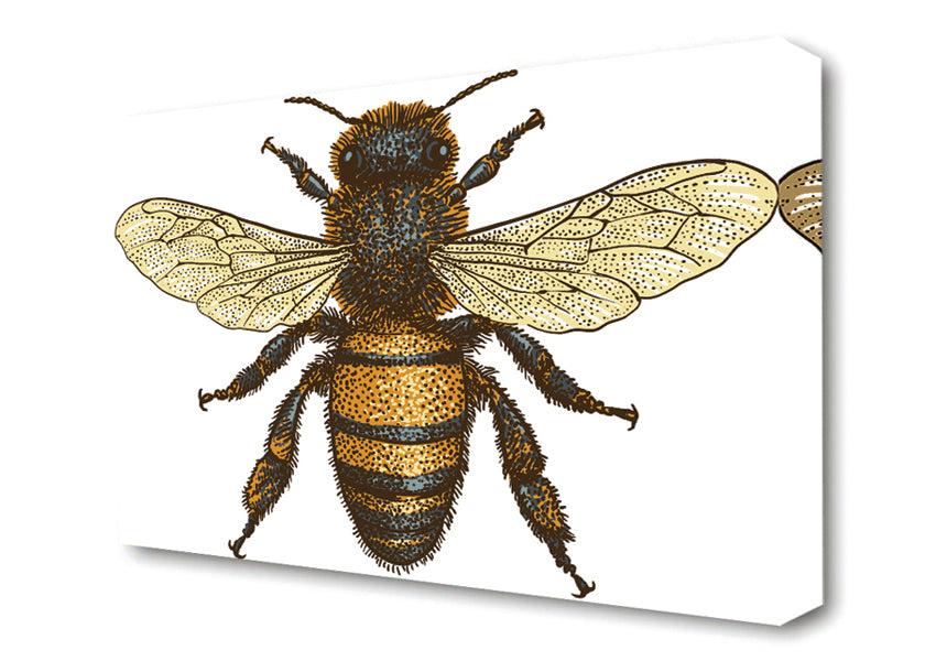 A Bee Illustrated Canvas Wall Art