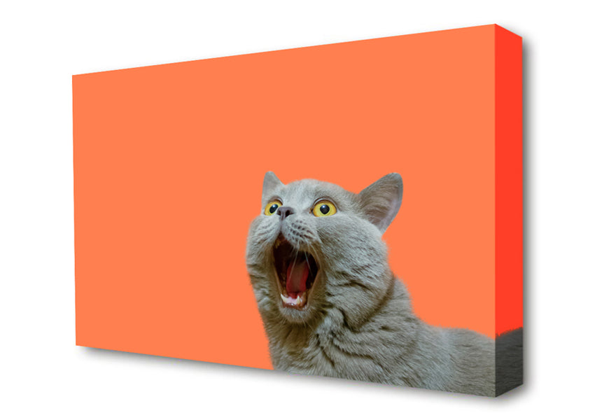 Cat On The Orange Canvas Wall Art