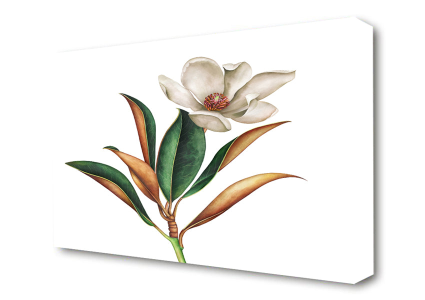 British Flower Illustration Canvas Wall Art