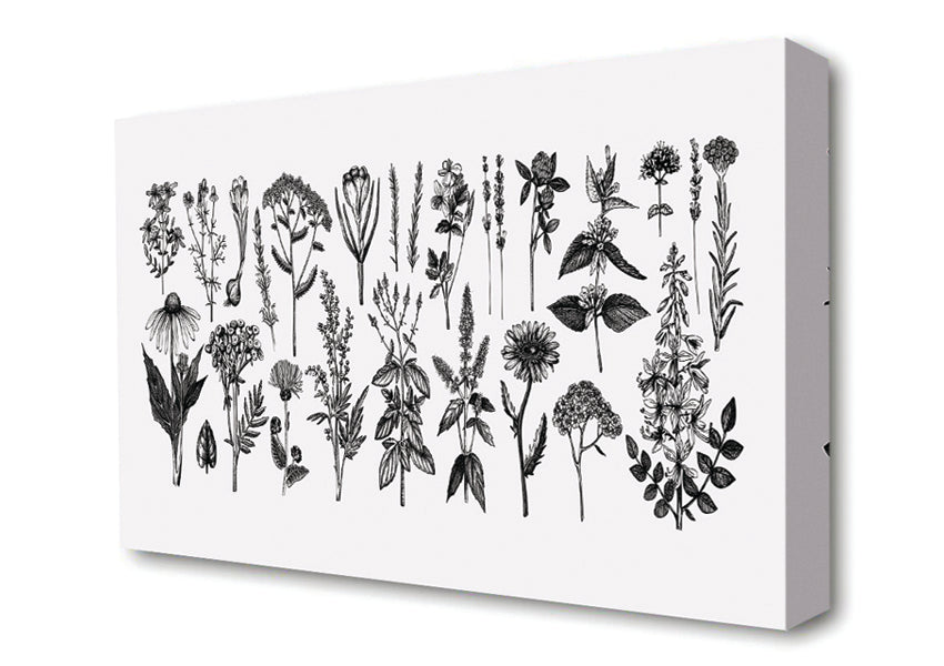 The Small Plant Collection 2 Canvas Wall Art