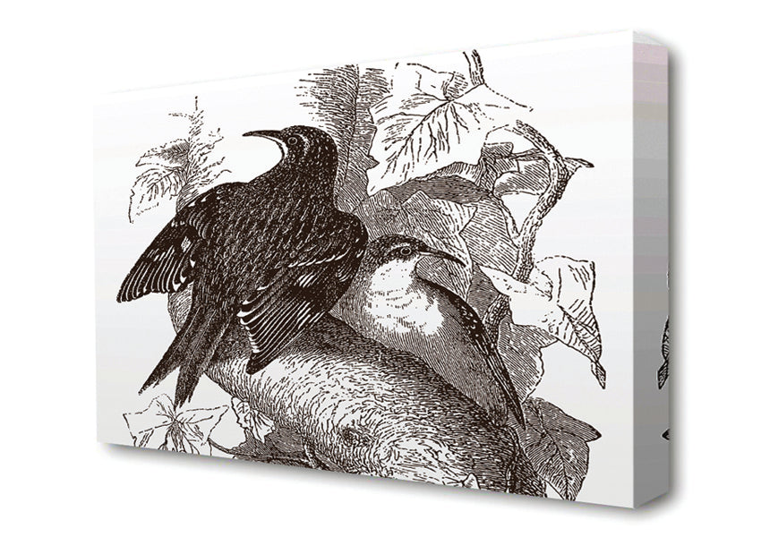 Old British Illustration Of Birds Canvas Wall Art