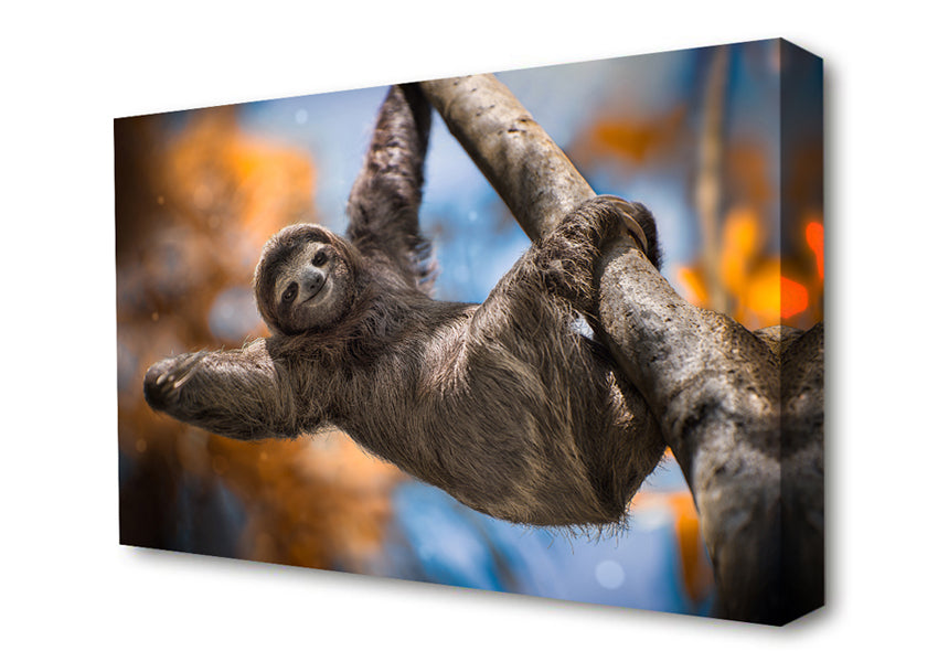Sloth Hanging From A Tree Canvas Wall Art