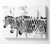 3 Zebras Canvas Wall Art