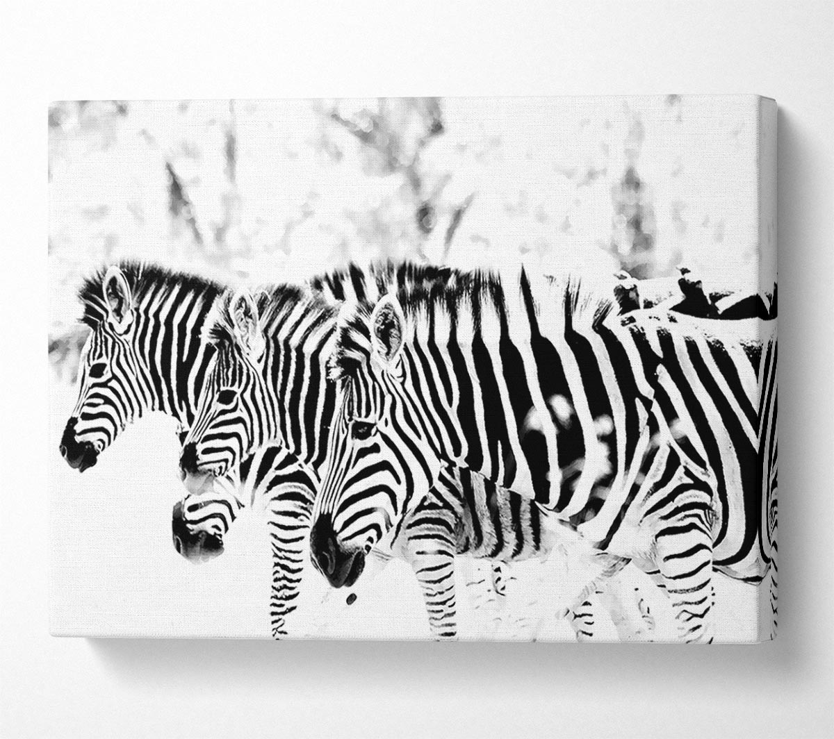 3 Zebras Canvas Wall Art