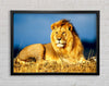 African Lion King Framed Wall Art