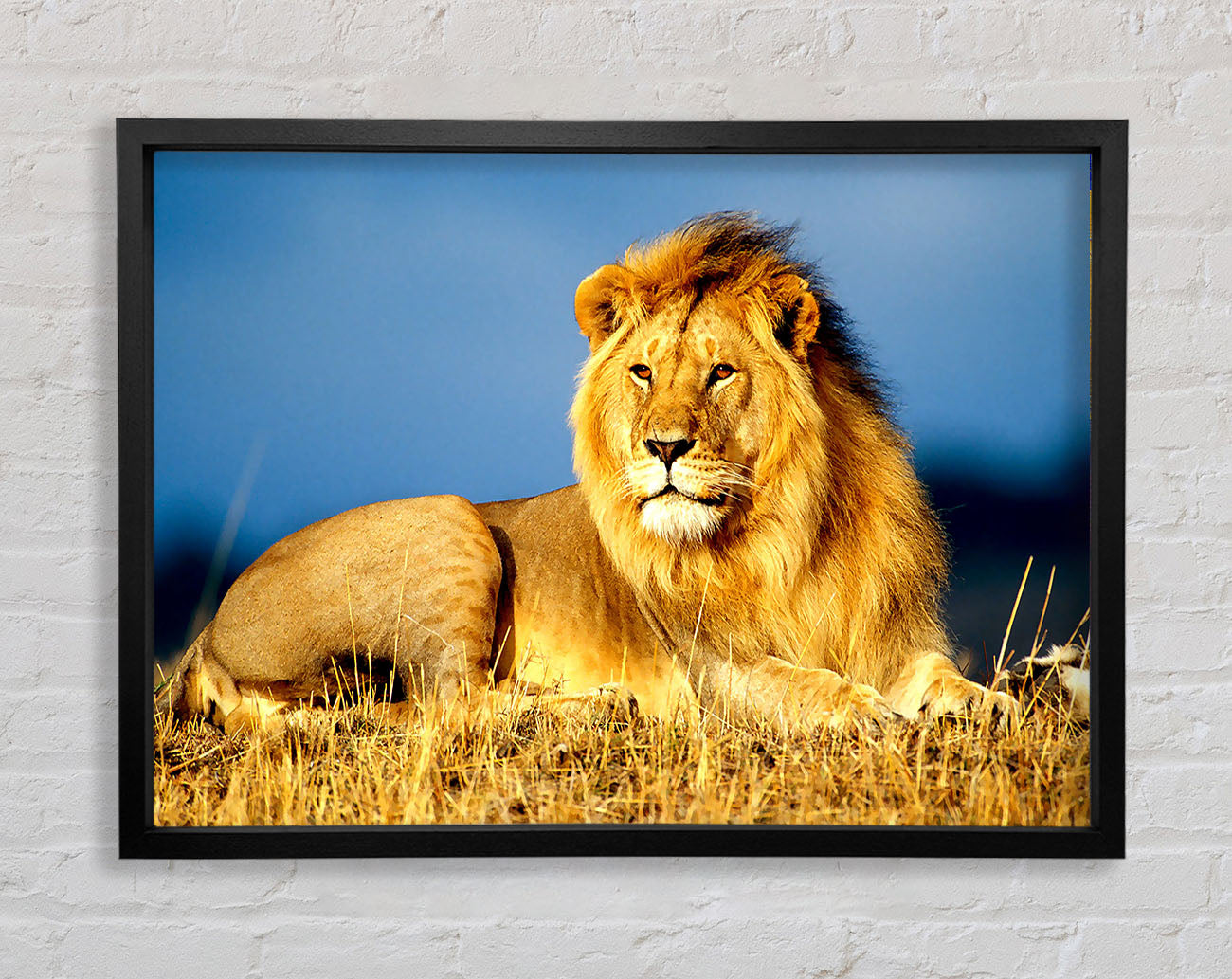 African Lion King Framed Wall Art
