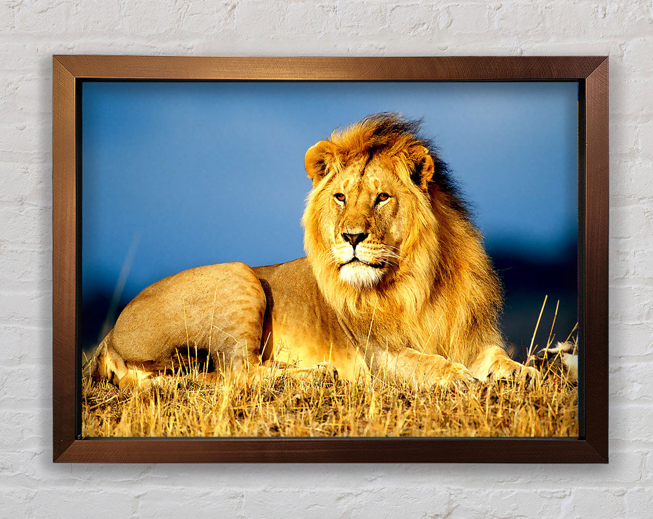 African Lion King Framed Wall Art