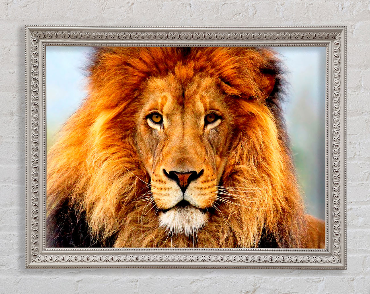 African Lion Framed Wall Art
