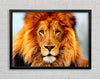 African Lion Framed Wall Art