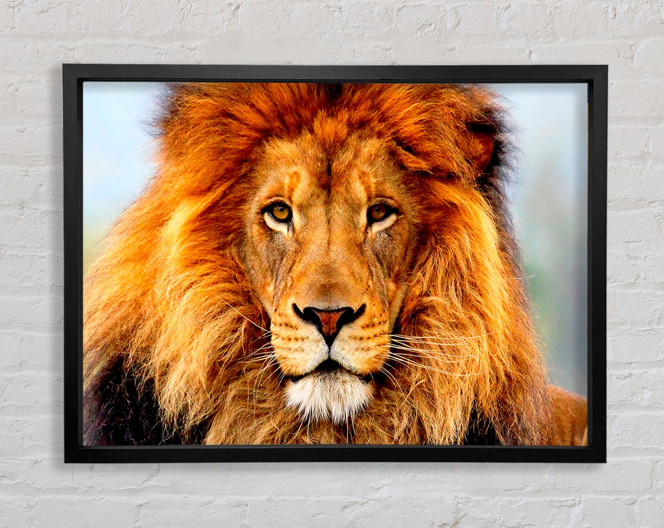 African Lion Framed Wall Art