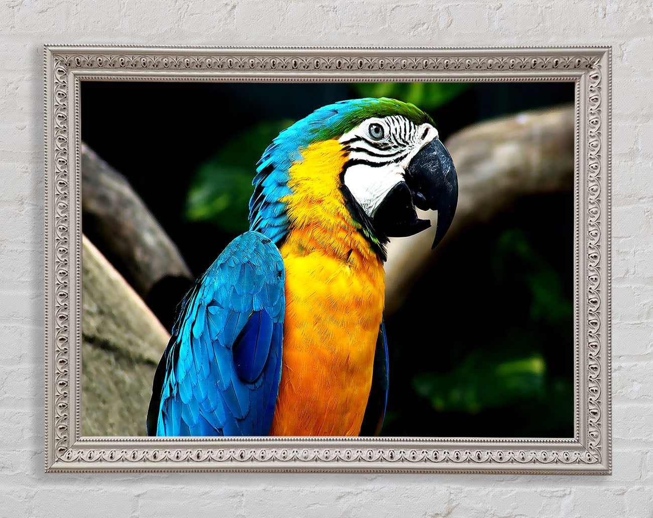 Amazing Parrot Framed Wall Art