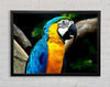 Amazing Parrot Framed Wall Art