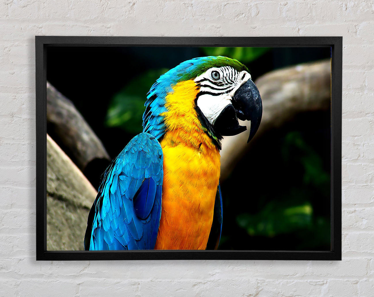 Amazing Parrot Framed Wall Art