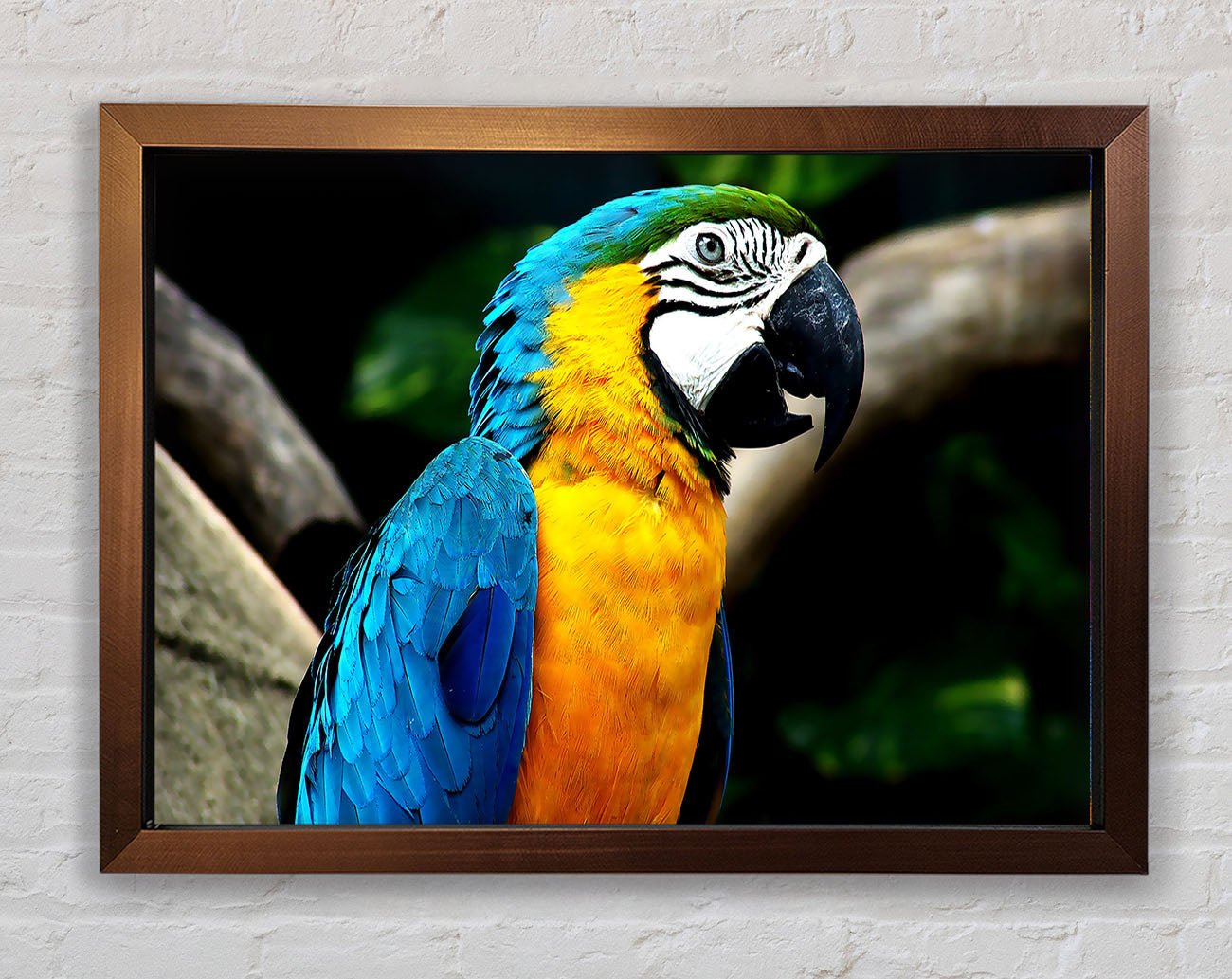 Amazing Parrot Framed Wall Art