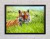 Amazing Siberian Tiger Framed Wall Art