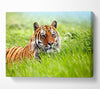 Amazing Siberian Tiger Canvas Wall Art