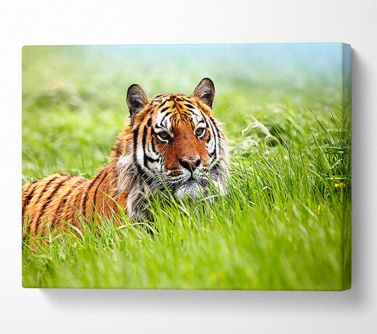 Amazing Siberian Tiger Canvas Wall Art