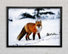Arctic Fox In Snow Framed Wall Art