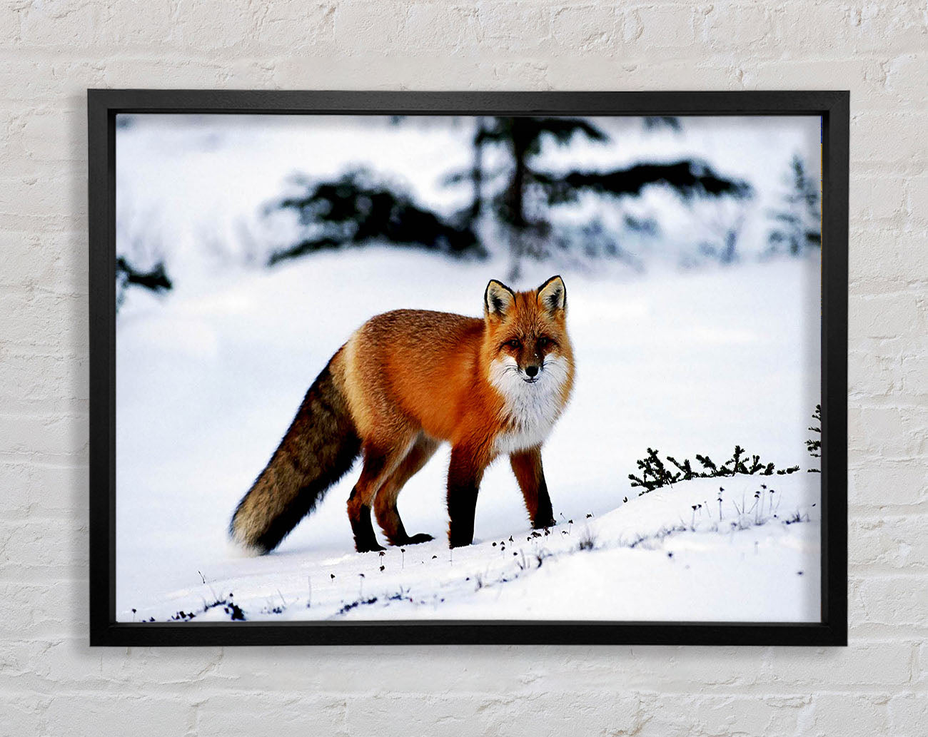 Arctic Fox In Snow Framed Wall Art