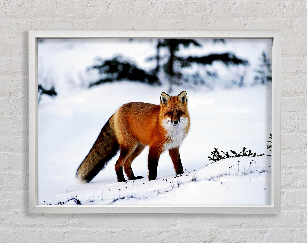 Arctic Fox In Snow Framed Wall Art