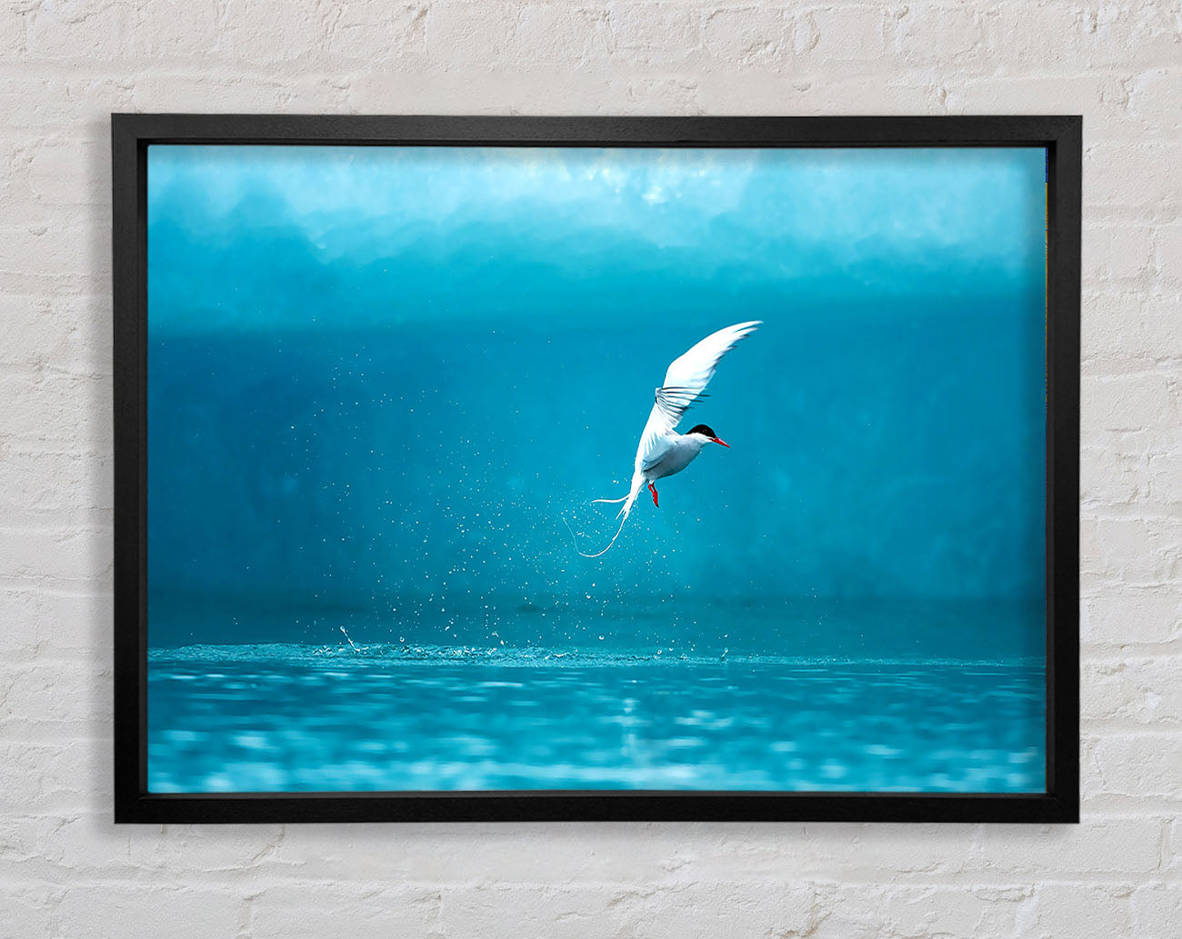 Arctic Tern Framed Wall Art