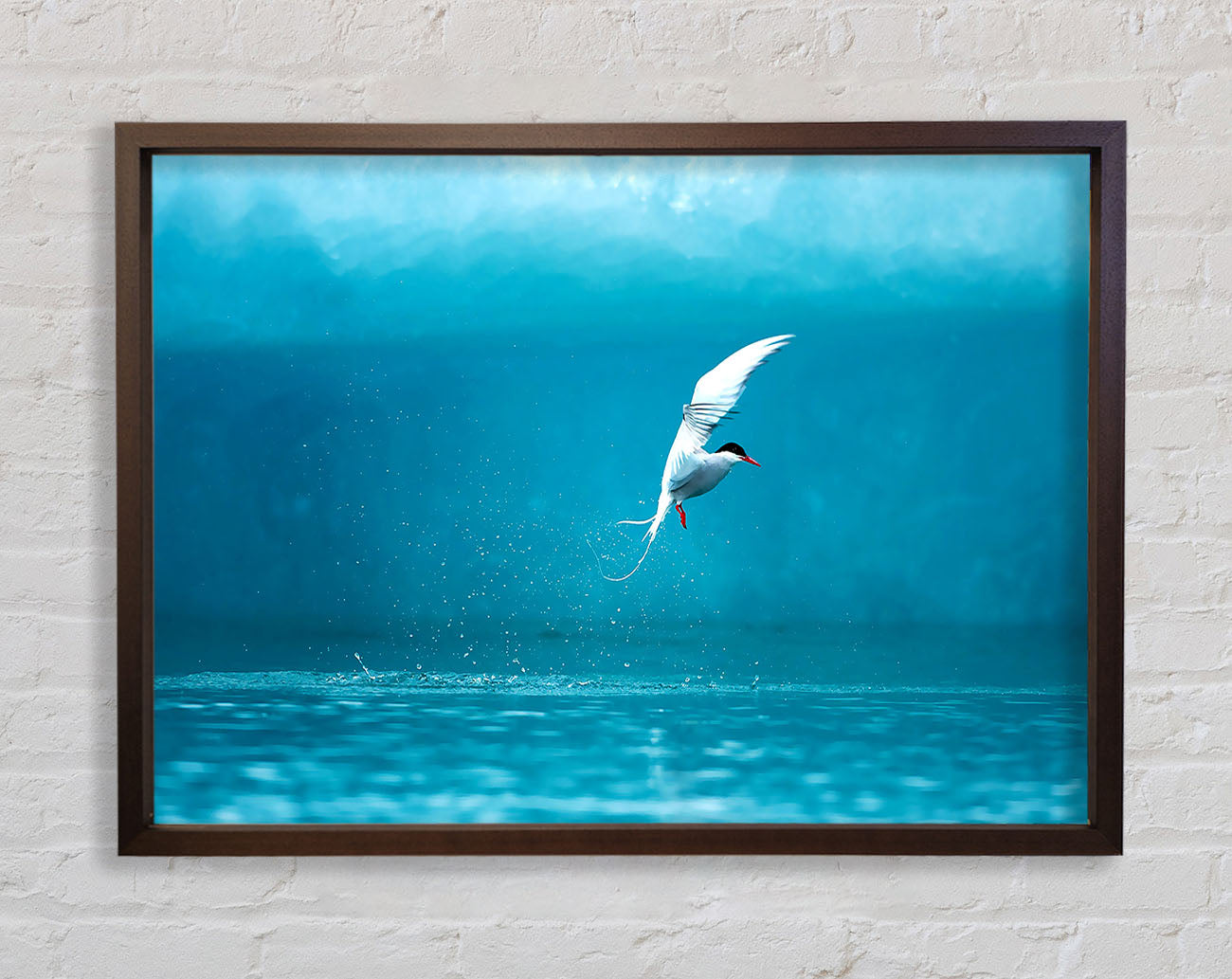 Arctic Tern Framed Wall Art