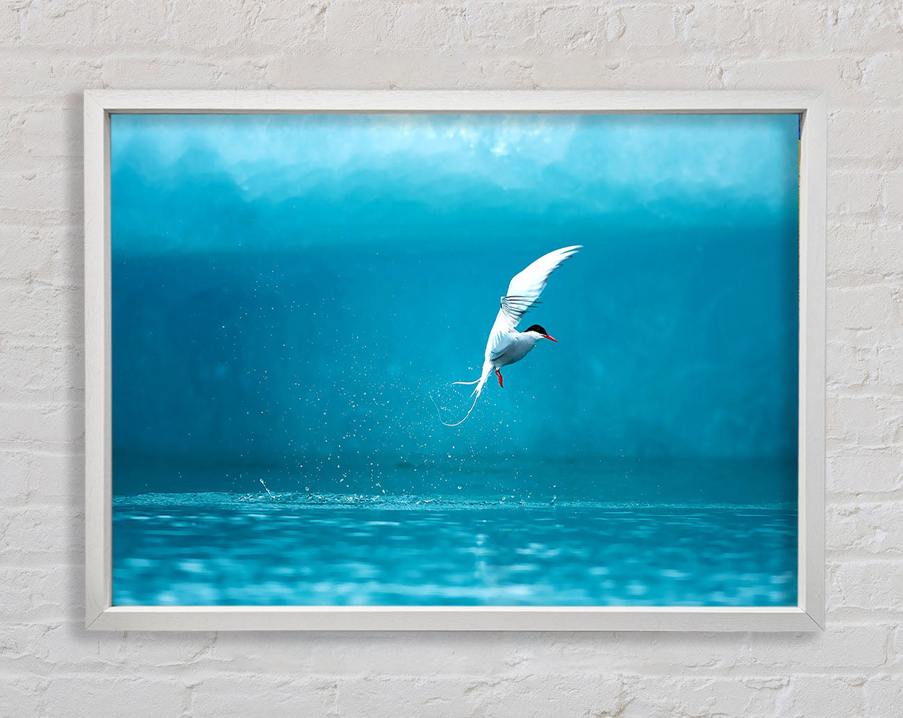 Arctic Tern Framed Wall Art