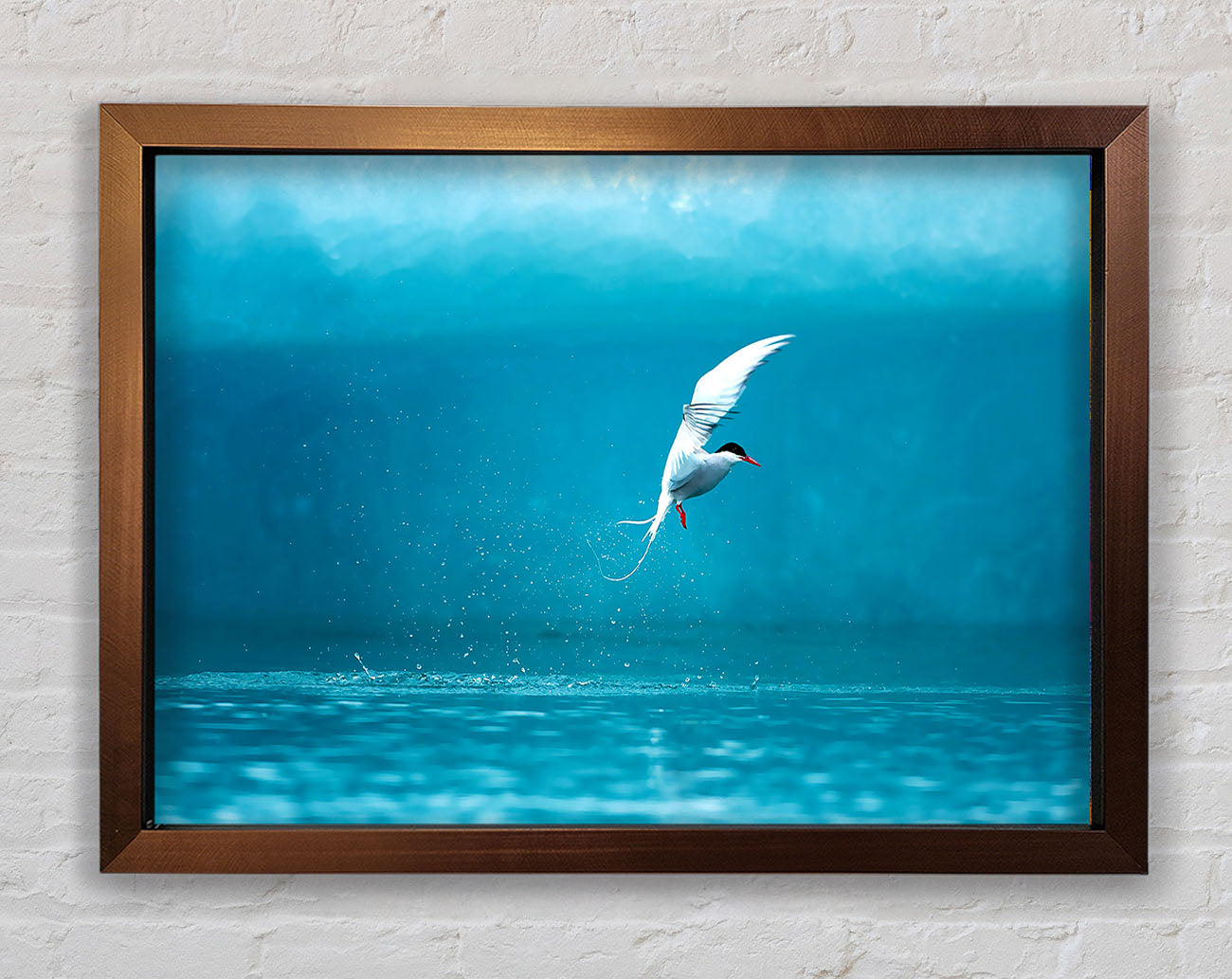 Arctic Tern Framed Wall Art