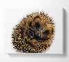 Baby Hedgehog Sleeping Canvas Wall Art
