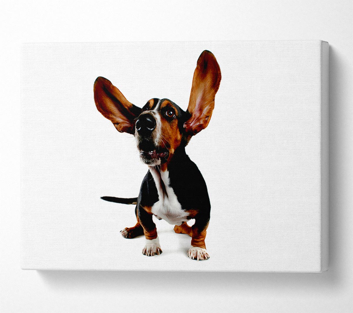 Bassett Hound Ears Canvas Wall Art