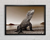 Beach Komodo Dragon Framed Wall Art
