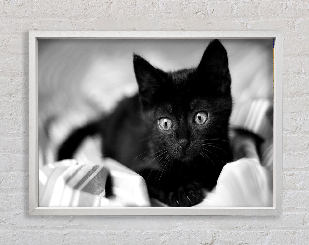 Black Kitten Framed Wall Art