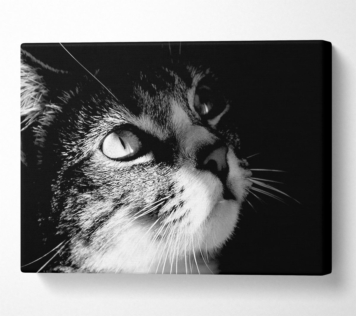 Cat Love Canvas Wall Art
