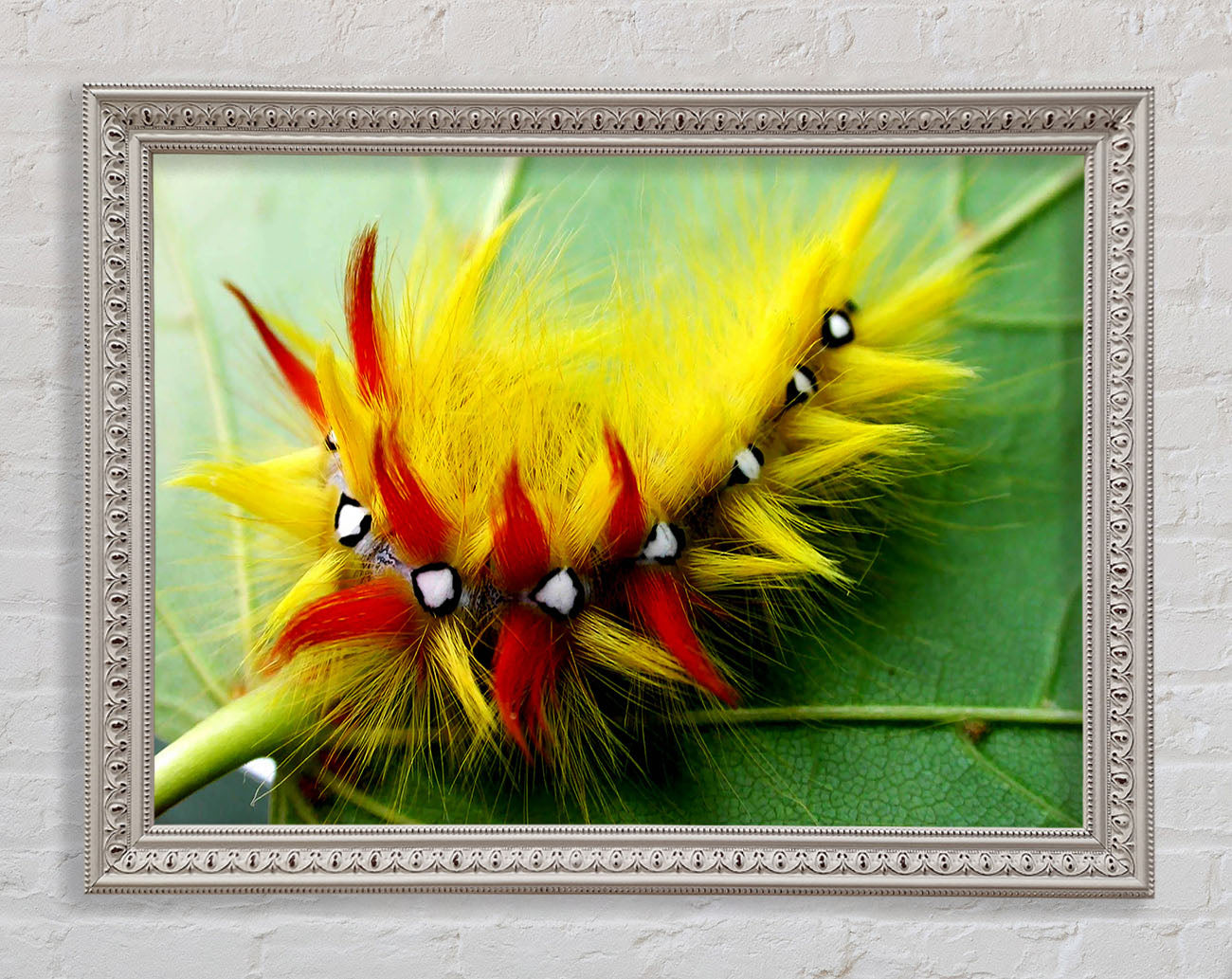 Caterpillar Beauty Framed Wall Art