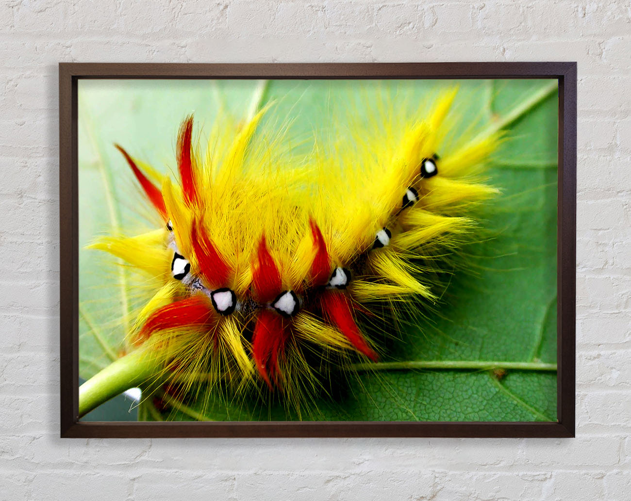 Caterpillar Beauty Framed Wall Art