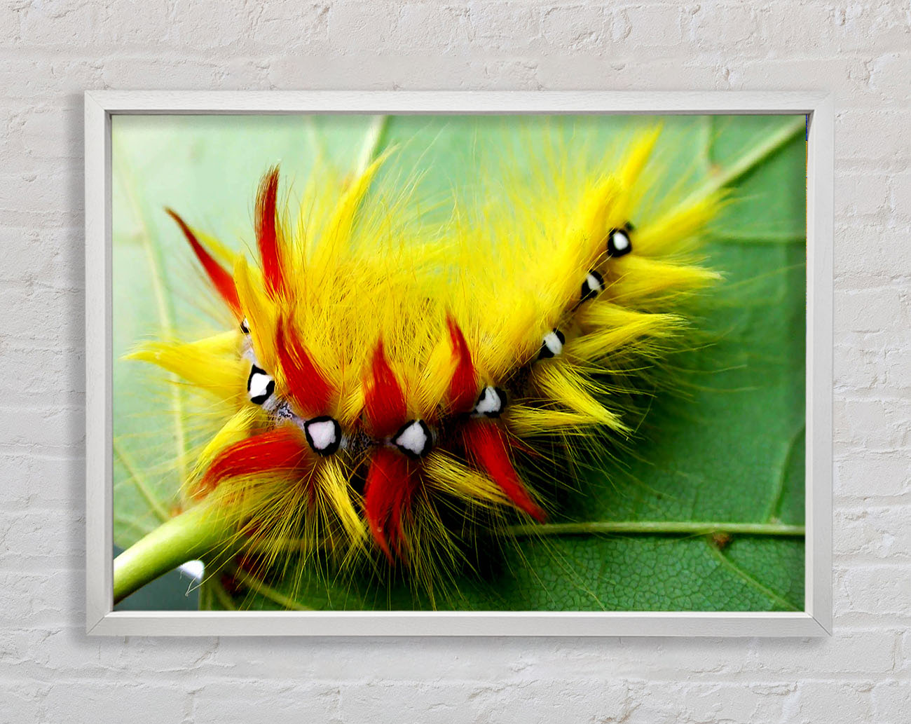 Caterpillar Beauty Framed Wall Art