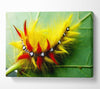 Caterpillar Beauty Canvas Wall Art