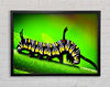 Caterpillar Macro Framed Wall Art