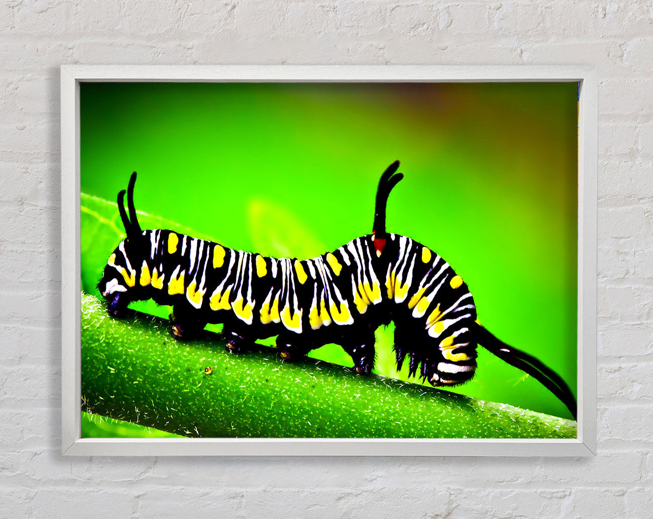 Caterpillar Macro Framed Wall Art